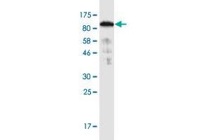 Image no. 2 for anti-Sorting Nexin 9 (SNX9) (AA 1-595) antibody (ABIN1774853)