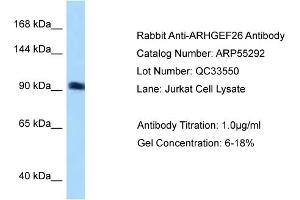 Image no. 1 for anti-rho Guanine Nucleotide Exchange Factor (GEF) 26 (ARHGEF26) (N-Term) antibody (ABIN2786132)