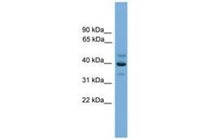 Image no. 1 for anti-BCL2/adenovirus E1B 19kD Interacting Protein Like (BNIPL) (AA 251-300) antibody (ABIN6746355)