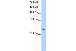 Image no. 1 for anti-Alcohol Dehydrogenase 6 (Class V) (ADH6) (Middle Region) antibody (ABIN2776993)