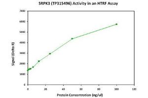 Image no. 1 for serine/arginine-Rich Protein Specific Kinase 3 (SRPK3) (Active) protein (Myc-DYKDDDDK Tag) (ABIN2732865)