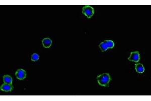 Cyclin M1 anticorps  (AA 287-586)