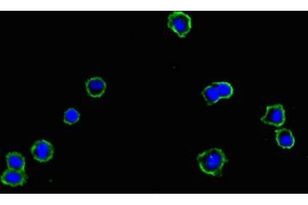 Cyclin M1 anticorps  (AA 287-586)