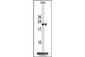 Image no. 1 for anti-Regulator of G-Protein Signaling 13 (RGS13) (AA 61-90) antibody (ABIN1881748)