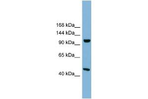 Image no. 1 for anti-Smg-8 Homolog, Nonsense Mediated mRNA Decay Factor (SMG8) (Middle Region) antibody (ABIN2787073)