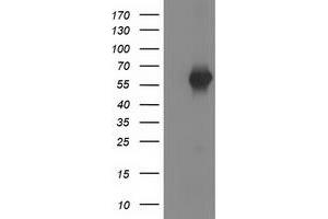 Image no. 3 for anti-SH2B Adaptor Protein 3 (SH2B3) antibody (ABIN2731948)