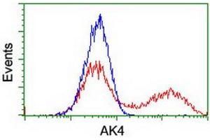 Image no. 1 for anti-Adenylate Kinase 4 (AK4) antibody (ABIN1496526)