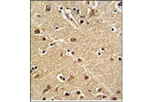 Image no. 2 for anti-ZW10 Interactor (ZWINT) (Middle Region) antibody (ABIN453487)