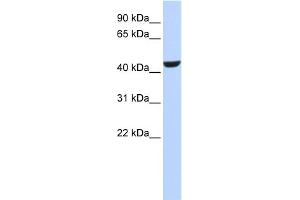 Image no. 1 for anti-Retinol Dehydrogenase 16 (All-Trans) (RDH16) (N-Term) antibody (ABIN2777160)