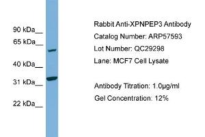 Image no. 3 for anti-X-Prolyl Aminopeptidase (Aminopeptidase P) 3, Putative (XPNPEP3) (N-Term) antibody (ABIN2787293)