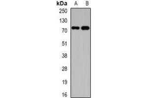 Image no. 1 for anti-Potassium Voltage-Gated Channel, Shal-Related Subfamily, Member 3 (KCND3) (full length) antibody (ABIN6005494)
