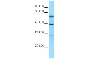 Image no. 1 for anti-Allantoicase (ALLC) (N-Term) antibody (ABIN2787134)