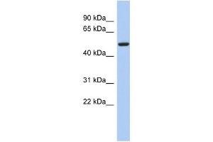 Image no. 1 for anti-F-Box Protein 3 (FBXO3) (N-Term) antibody (ABIN631362)