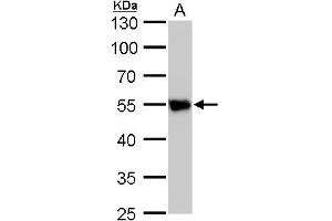 Image no. 7 for anti-Tubulin, beta 2A (TUBB2A) (Center) antibody (ABIN2857071)