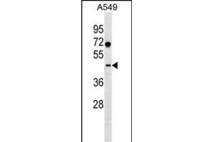 SURF6 Antibody (Center) (ABIN1537997 and ABIN2838125) western blot analysis in A549 cell line lysates (35 μg/lane).
