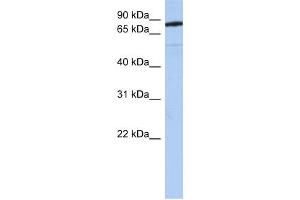 Image no. 1 for anti-Sema Domain, Immunoglobulin Domain (Ig), Transmembrane Domain (TM) and Short Cytoplasmic Domain, (Semaphorin) 4B (SEMA4B) (N-Term) antibody (ABIN635702)