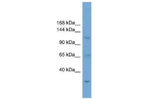 Image no. 1 for anti-Zinc Finger Protein 624 (ZNF624) (N-Term) antibody (ABIN928414)