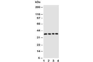 Image no. 3 for anti-CD1d Molecule (CD1D) (AA 76-92) antibody (ABIN3030370)