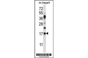Image no. 1 for anti-Ribonuclease, RNase A Family, K6 (RNASE6) (AA 119-147), (C-Term) antibody (ABIN657407)