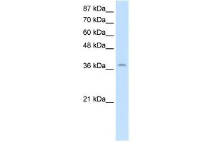 Image no. 1 for anti-Zinc Finger Protein 550 (ZNF550) (Middle Region) antibody (ABIN925943)