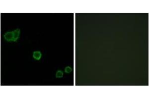 Image no. 3 for anti-Protein Phosphatase 1, Regulatory (Inhibitor) Subunit 14A (PPP1R14A) (AA 5-54) antibody (ABIN1532840)