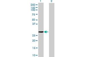 Image no. 1 for anti-COP9 Signalosome Complex Subunit 7a (COPS7A) (AA 1-275) antibody (ABIN526342)