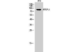 Image no. 1 for anti-Amyloid beta (A4) Precursor-Like Protein 2 (APLP2) (Internal Region) antibody (ABIN3183319)