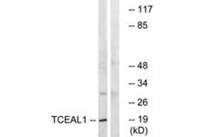 Image no. 1 for anti-Transcription Elongation Factor A (SII)-Like 1 (TCEAL1) (AA 91-140) antibody (ABIN1535415)