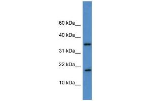 Image no. 1 for anti-WW Domain Binding Protein 5 (WBP5) (Middle Region) antibody (ABIN2781005)