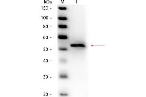 Image no. 2 for anti-Glycerol Kinase (GK) antibody (HRP) (ABIN5596716)