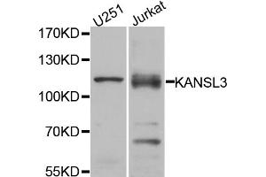 Image no. 1 for anti-KAT8 Regulatory NSL Complex Subunit 3 (KANSL3) antibody (ABIN6571630)