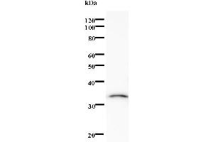 Image no. 1 for anti-K(lysine) Acetyltransferase 2A (KAT2A) antibody (ABIN932483)