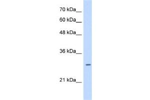 Image no. 3 for anti-Leucine Rich Repeat Containing 59 (LRRC59) (C-Term) antibody (ABIN635464)