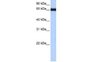 Image no. 1 for anti-Zinc Finger Protein 14 Homolog (ZFP14) (N-Term) antibody (ABIN631822)