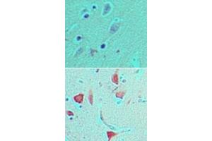 Image no. 1 for anti-Period Homolog 1 (Drosophila) (PER1) (AA 1150-1200) antibody (ABIN960303)
