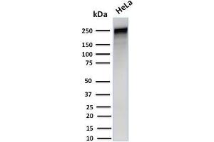 Image no. 1 for anti-Spectrin alpha 1, Erythrocytic (SPTA1) (AA 356-475) antibody (ABIN6940644)