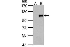 Image no. 2 for anti-Forkhead Box M1 (FOXM1) (N-Term) antibody (ABIN2855295)