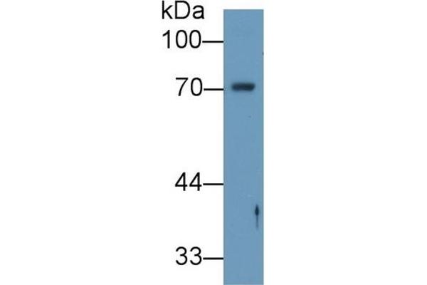Angiopoietin 2 Antikörper  (AA 24-165)
