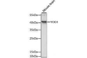 Western blot analysis of extracts of Mouse brain using YOD1 Polyclonal Antibody at dilution of 1:3000.
