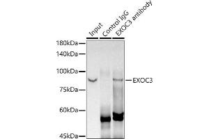 EXOC3 anticorps