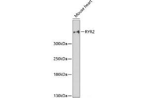 Western blot analysis of extracts of Mouse heart using RYR2 Polyclonal Antibody at dilution of 1:3000.