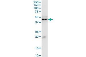 Image no. 1 for anti-Kruppel-Like Factor 13 (KLF13) (AA 31-72) antibody (ABIN526837)