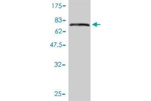 KRT17 Antikörper  (AA 1-432)