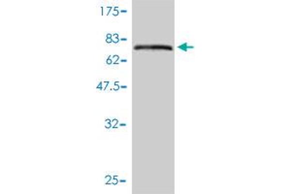 KRT17 Antikörper  (AA 1-432)