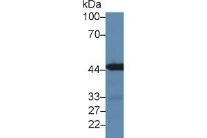 Image no. 2 for anti-Interferon Regulatory Factor 3 (IRF3) (AA 1-406) antibody (ABIN1868750)