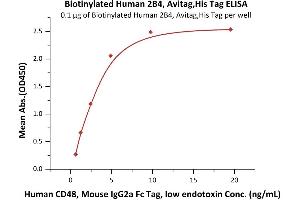 Immobilized Biotinylated Human 2B4, Avitag,His Tag (recommended for biopanning) (ABIN5674581,ABIN6253686) at 1 μg/mL (100 μL/well) on streptavidin precoated (0.