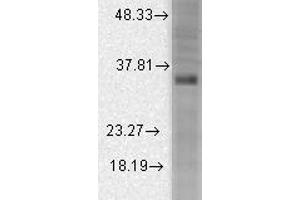 Image no. 1 for anti-Potassium Large Conductance Calcium-Activated Channel, Subfamily M beta Member 3 (KCNMB3) (N-Term) antibody (ABIN6657686)