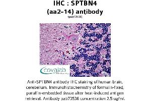 Image no. 1 for anti-Spectrin Beta, Non-Erythrocytic 4 (SPTBN4) (AA 2-14) antibody (ABIN1739626)