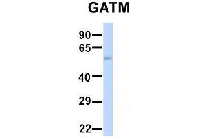 Image no. 3 for anti-Glycine Amidinotransferase (L-Arginine:glycine Amidinotransferase) (GATM) (Middle Region) antibody (ABIN2783416)