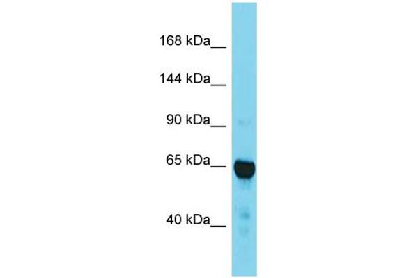 anti-Transforming, Acidic Coiled-Coil Containing Protein 2 (TACC2) (C-Term) antibody